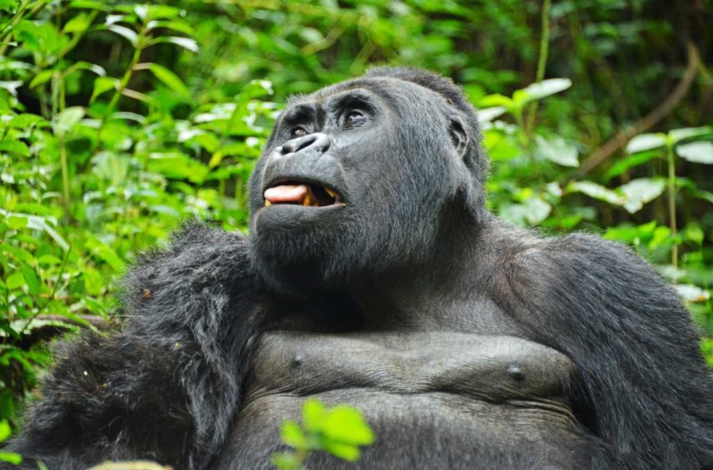 gorilla trekking in rwanda