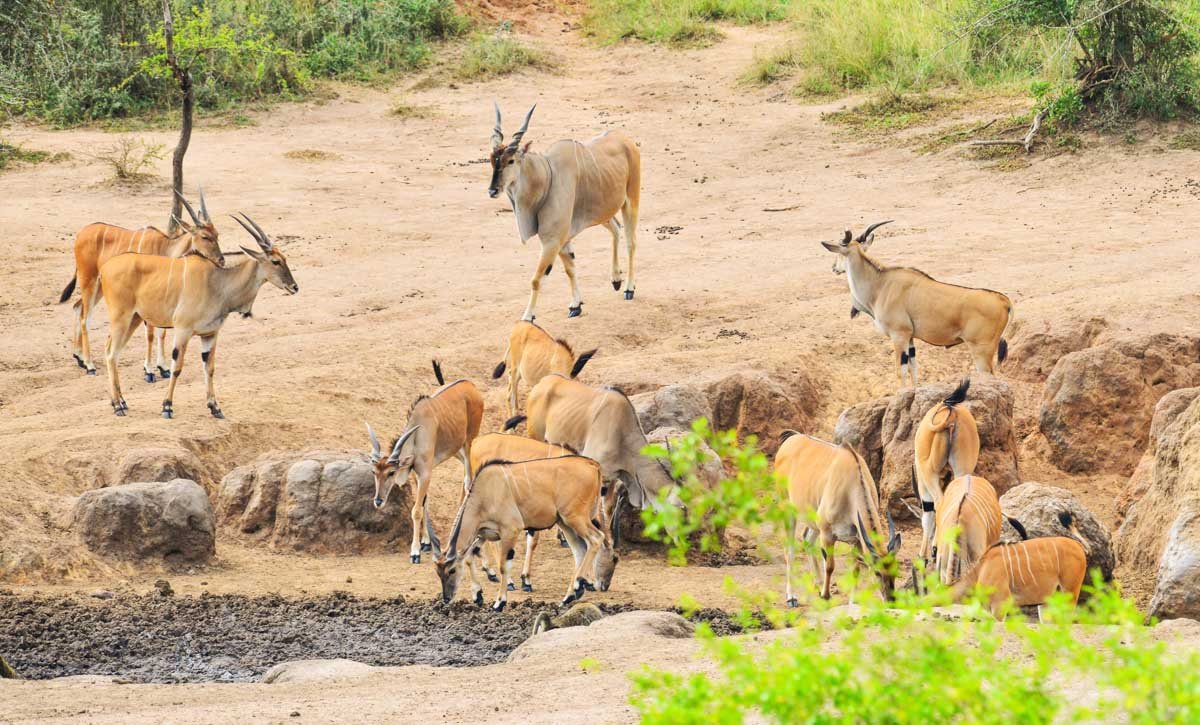 the great migration in kenya