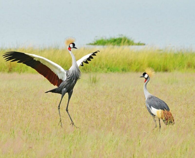 bird watching in uganda