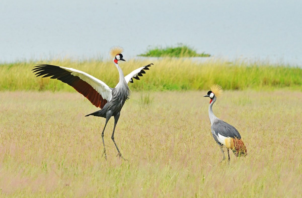 grey crowned crane bird watching in uganda