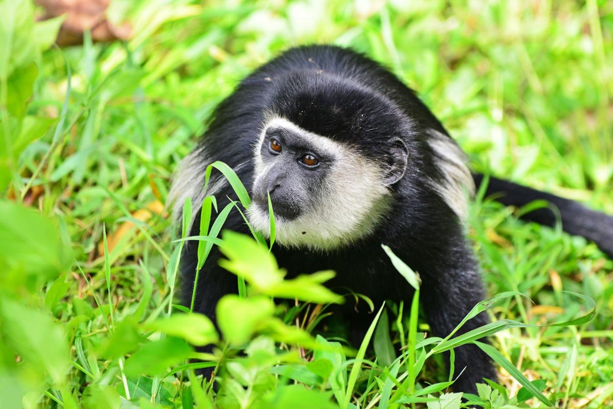 primate safaris in uganda