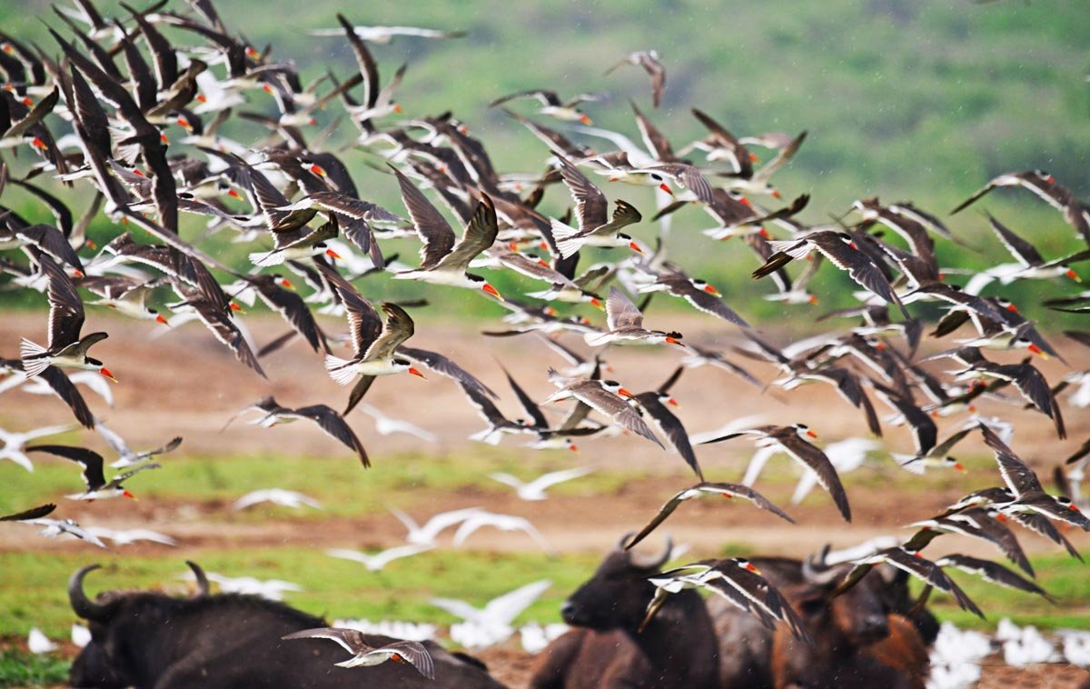 the great migration in masai mara