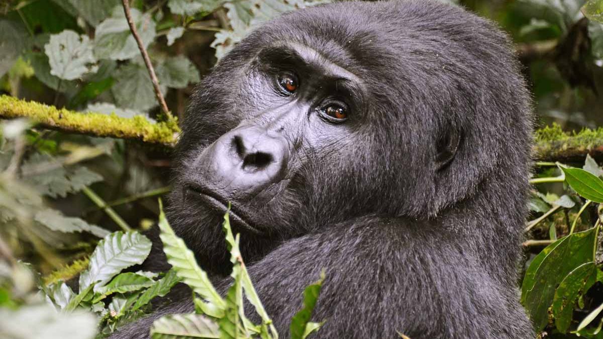 7-Day Uganda Wildlife, Gorilla, and Primates Trekking Safari