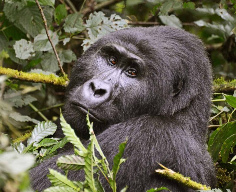 7-Day Uganda Wildlife, Gorilla, and Primates Trekking Safari