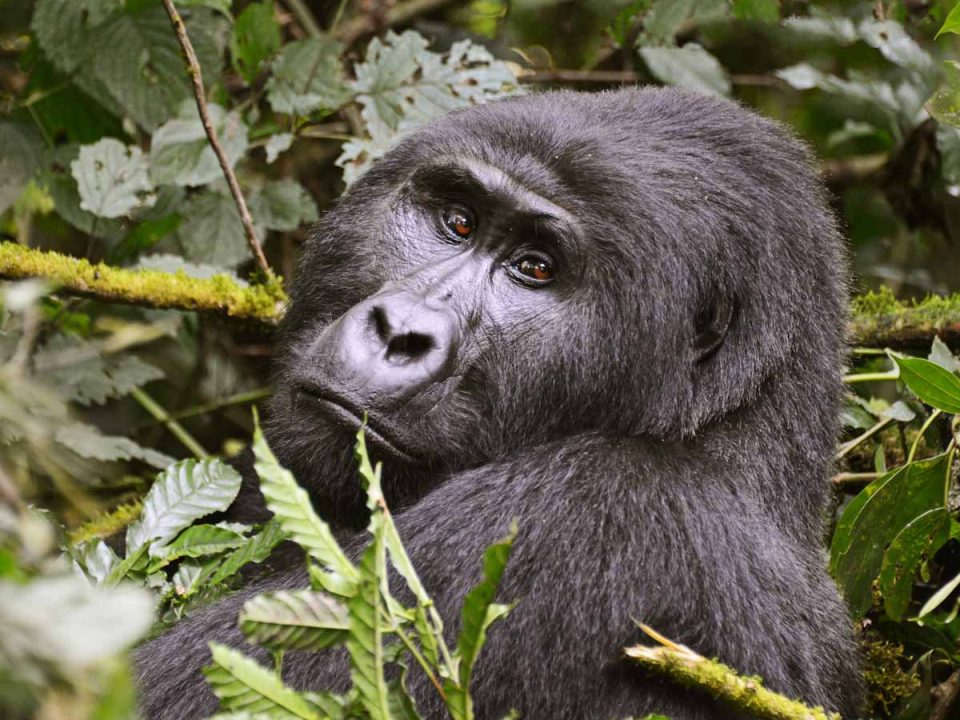 7-Day Uganda Wildlife, Gorilla, and Primates Trekking Safari