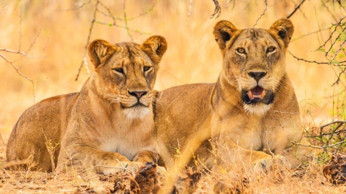 serengeti safri tour