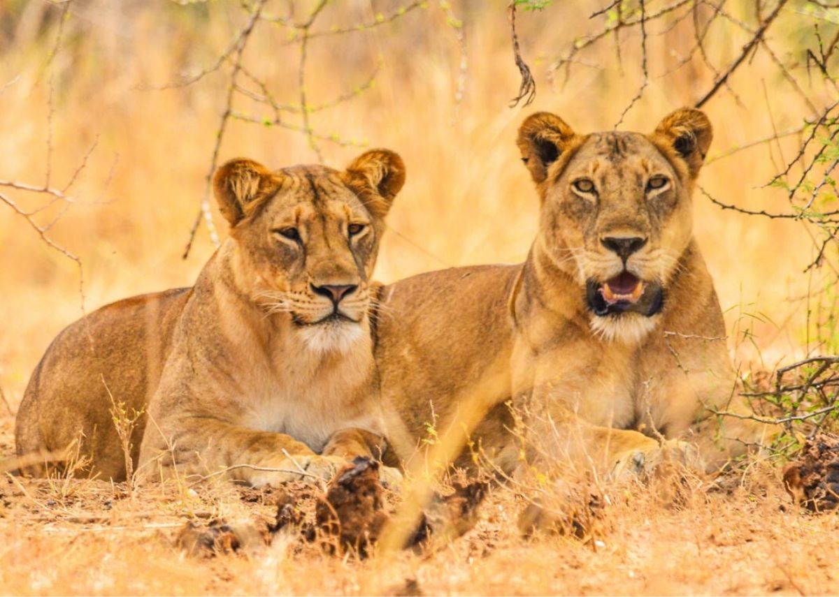 serengeti safri tour