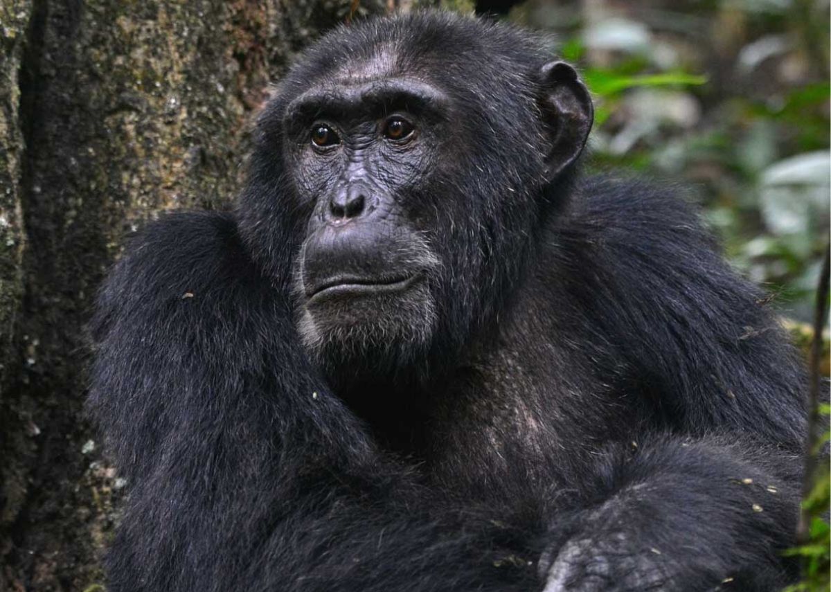 chimpanzee tracking in Rwanda