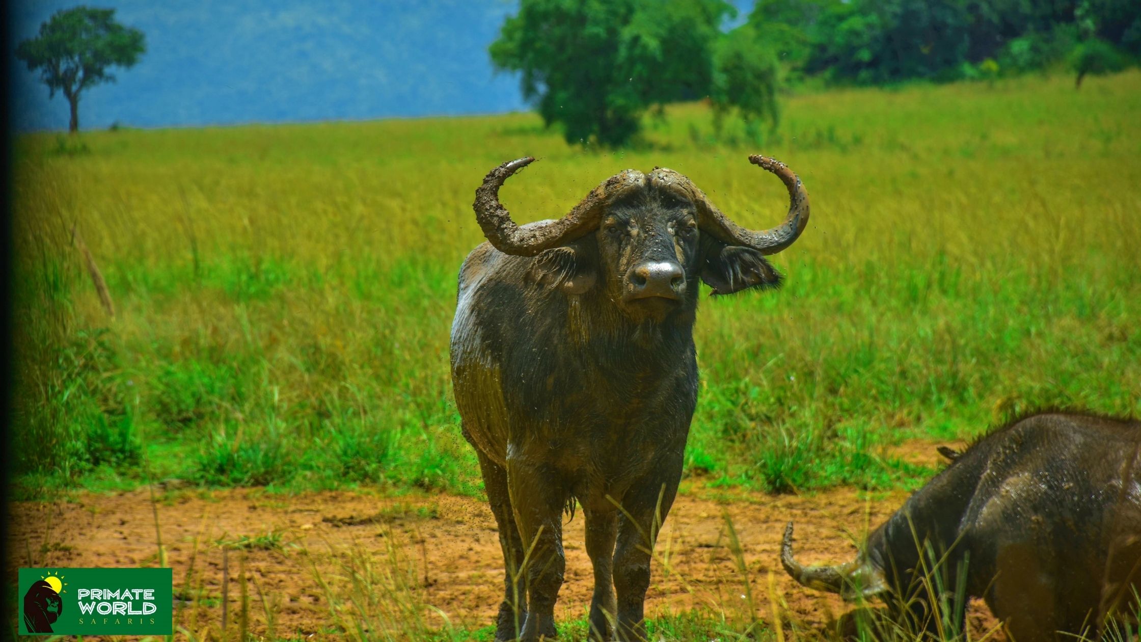 kidepo national park uganda