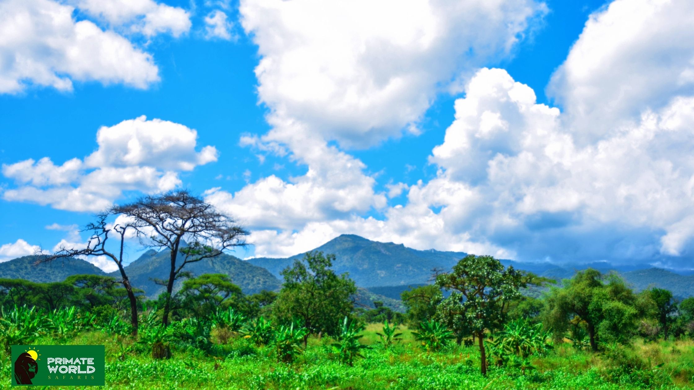 uganda safari