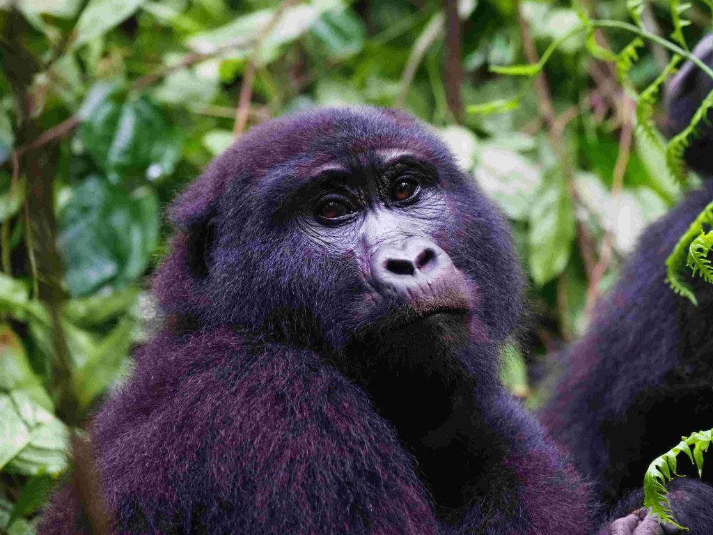 3 Days Exclusive Rwanda Gorilla Trekking