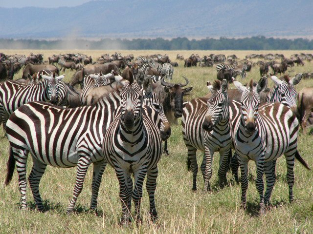 Common-Birchall-zebras the great migration
