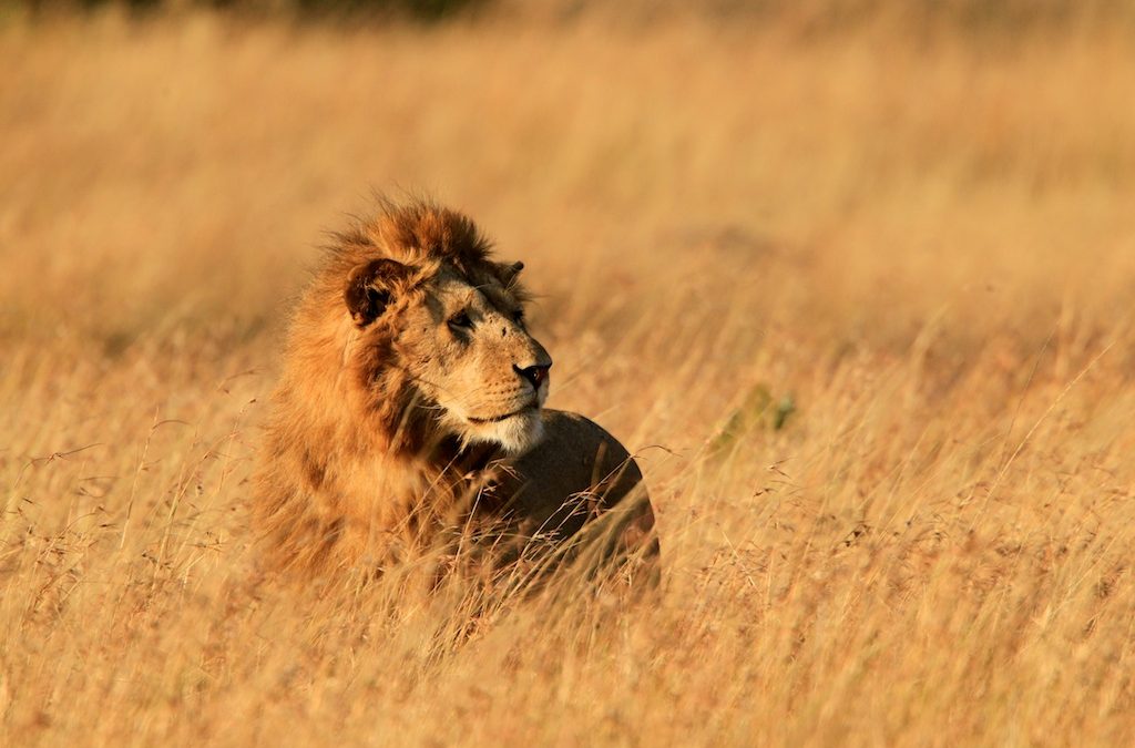 Kenya Masai Mara Express Safari