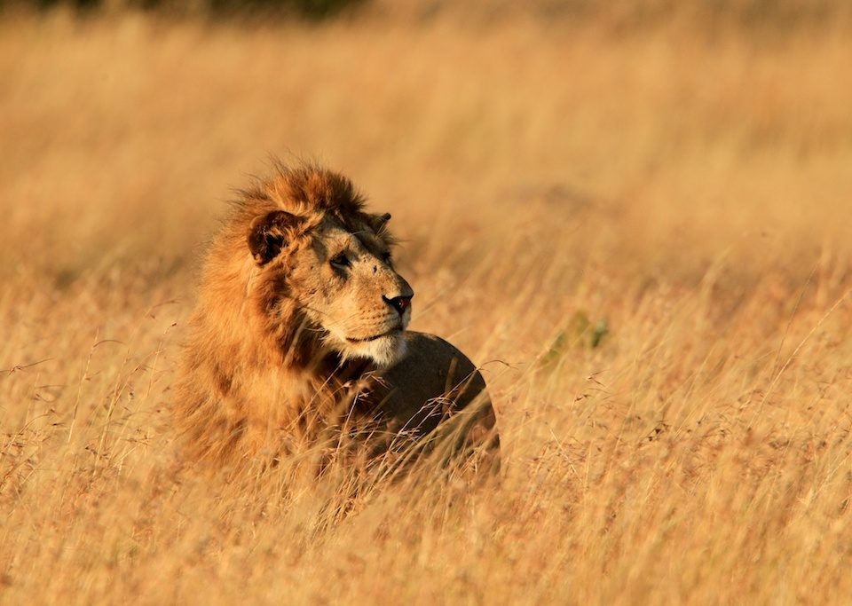 Kenya Masai Mara Express Safari