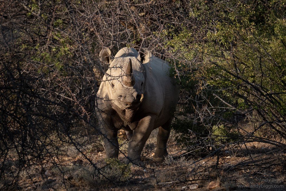 Rhino-Tracking_Andy-Biggs kenya safaris