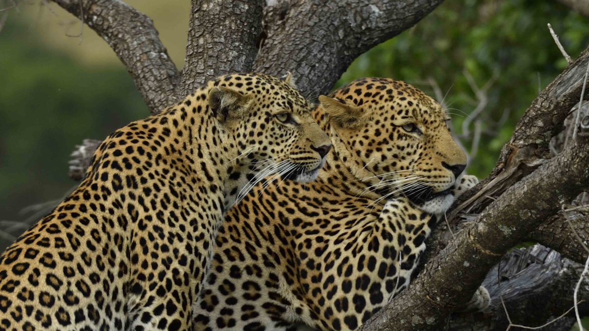 kenya safaris