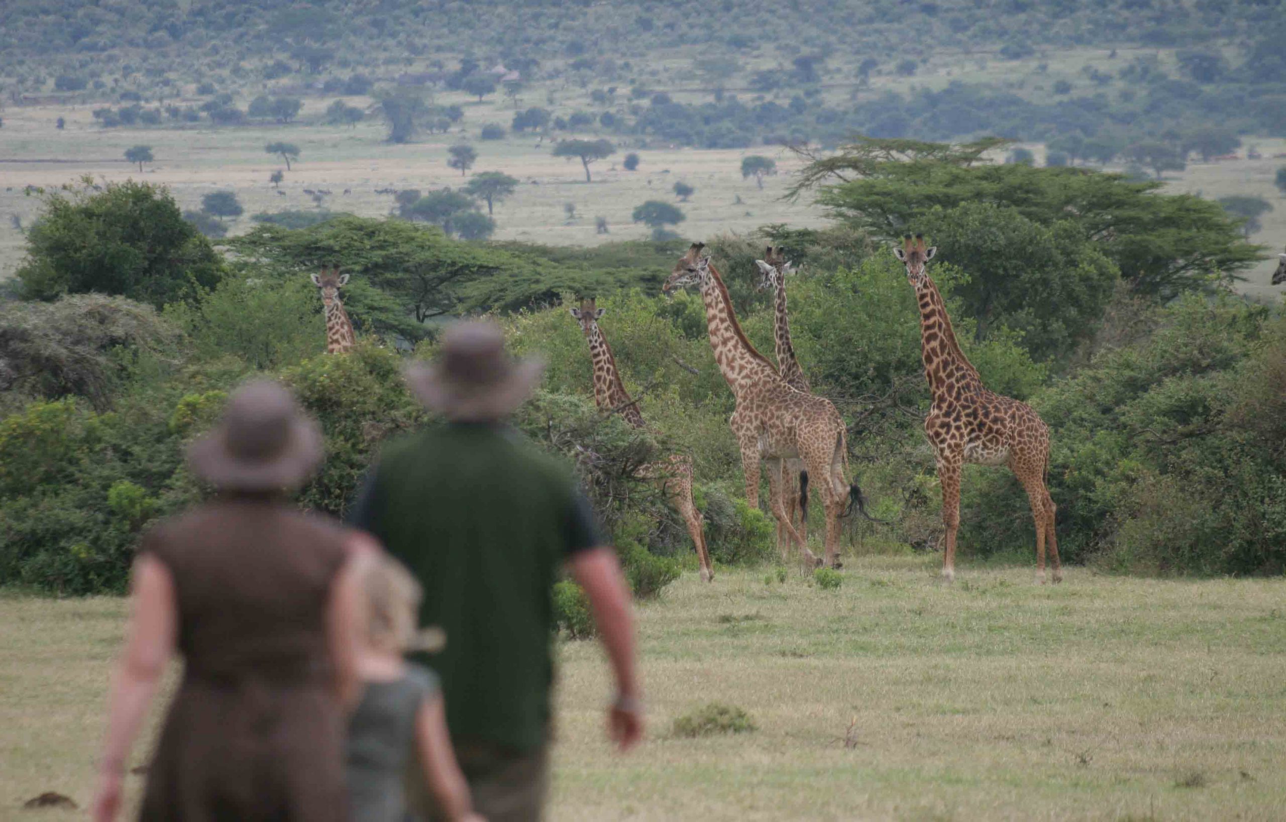 kenya family safari