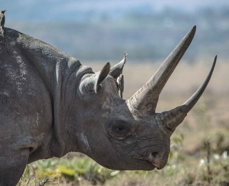 4-Day Masai Mara Express Safari