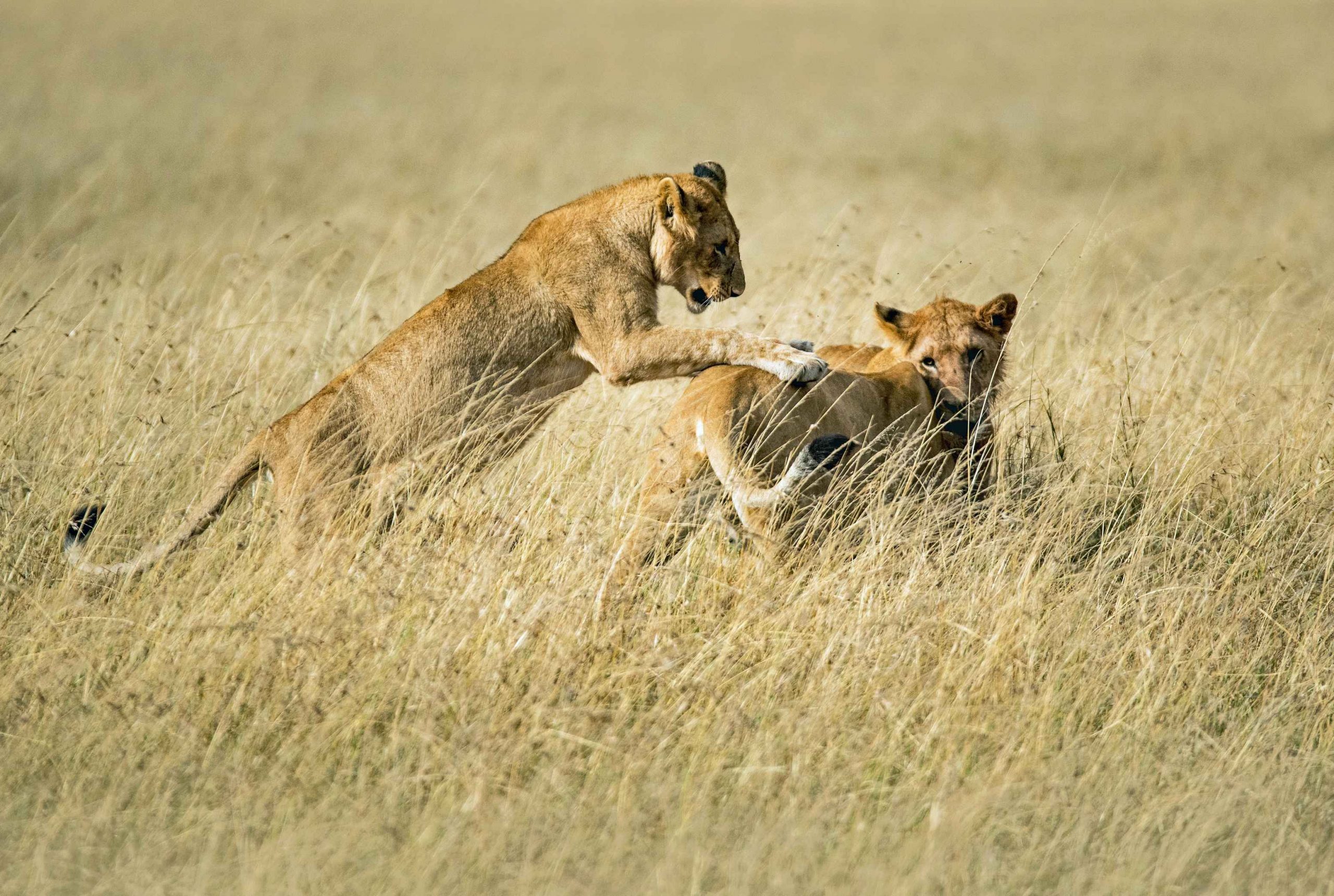 Lake Nakuru & Masai Mara