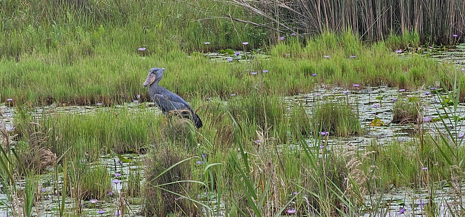 Mabamba Swamp Birding Tour