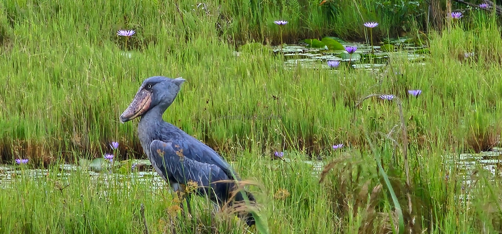 Mabamba Swamp Birding Tour
