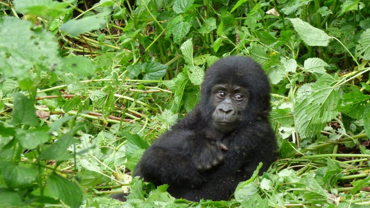 Gorilla trekking Uganda vs Rwanda