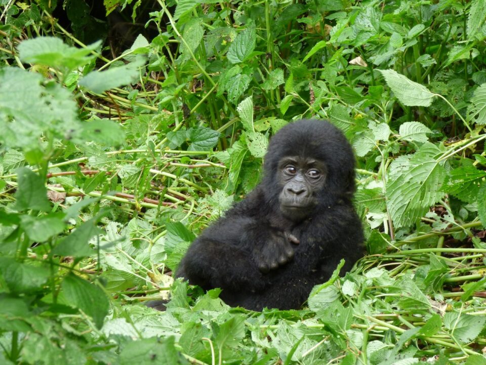 Gorilla trekking Uganda vs Rwanda