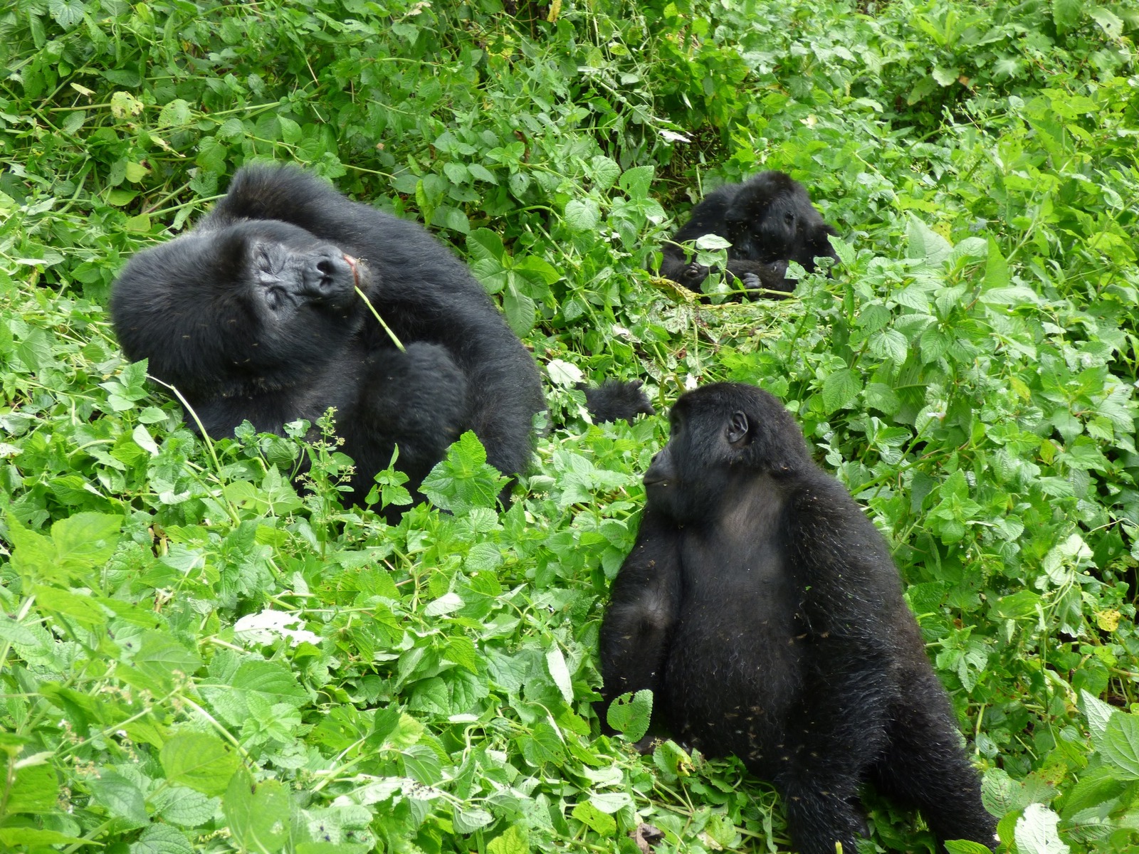 5 Days Remarkable Rwanda Safari