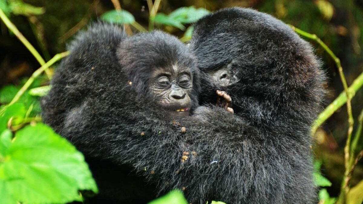 How hard is gorilla trekking in Rwanda?