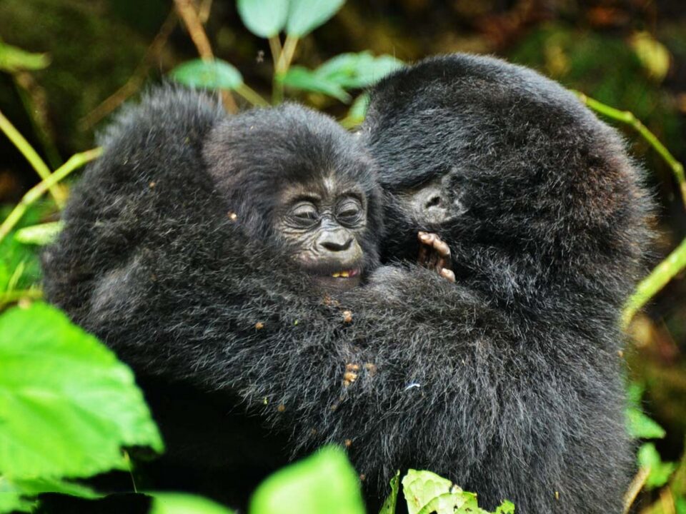 How hard is gorilla trekking in Rwanda?