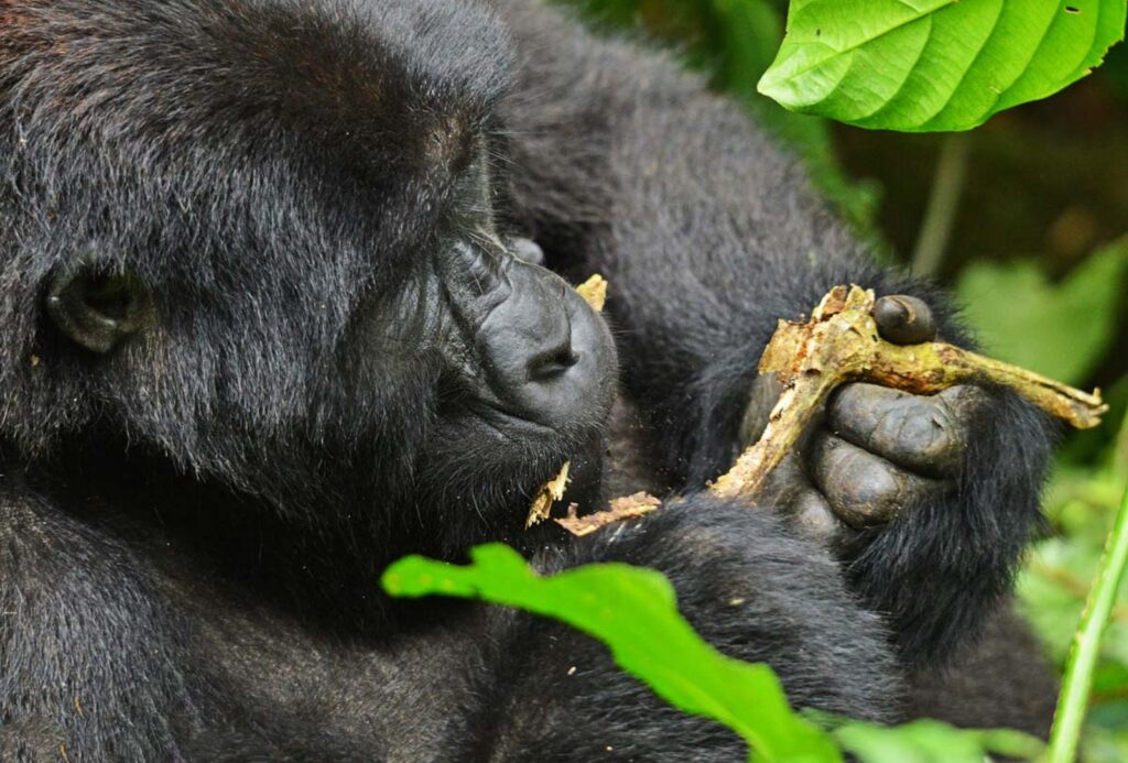 How Much is a Gorilla Permit in Uganda 2024