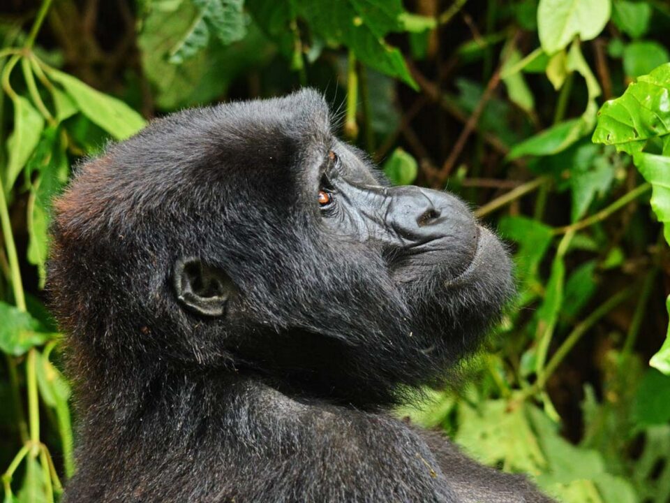 How Many Days for Gorilla Trekking in Uganda?