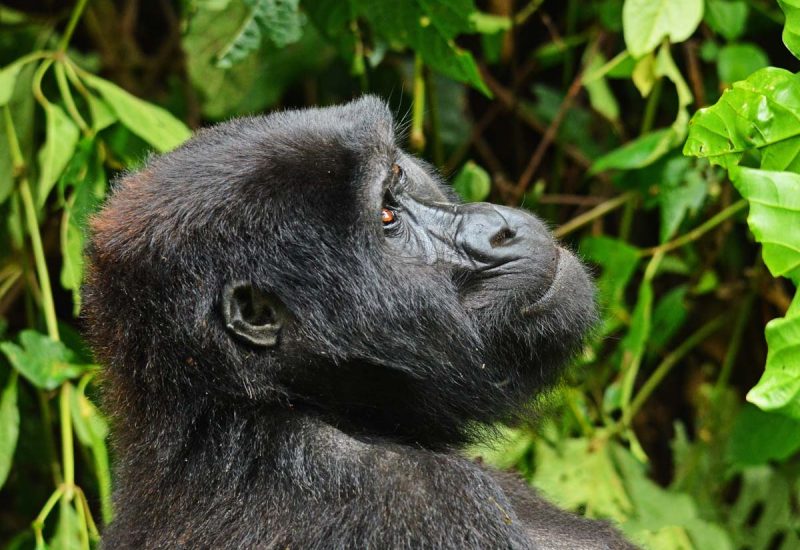 Bwindi