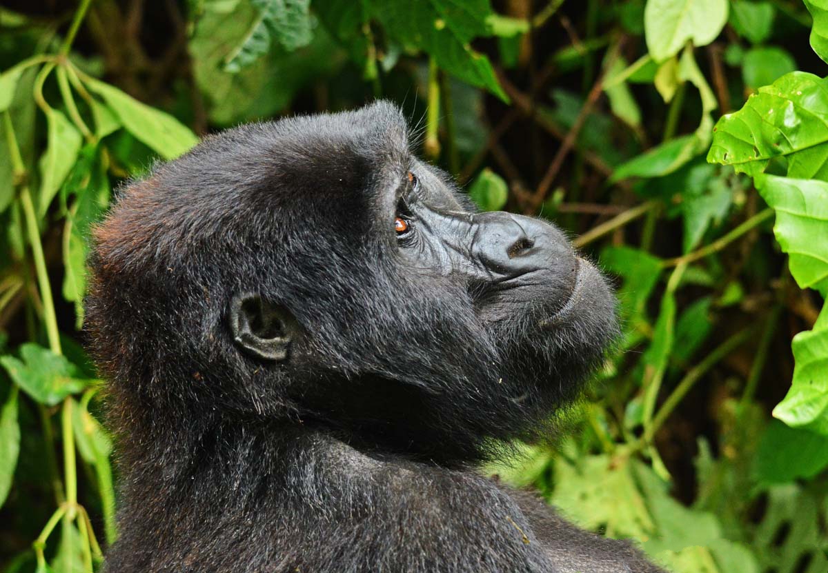 How Hard is Gorilla Trekking in Rwanda? 
