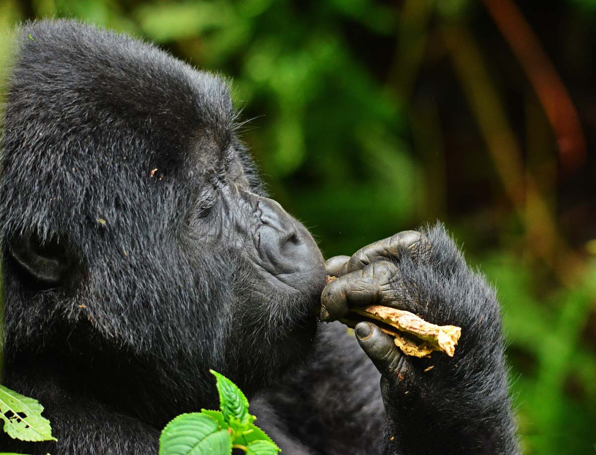 How Hard is Gorilla Trekking in Rwanda? 