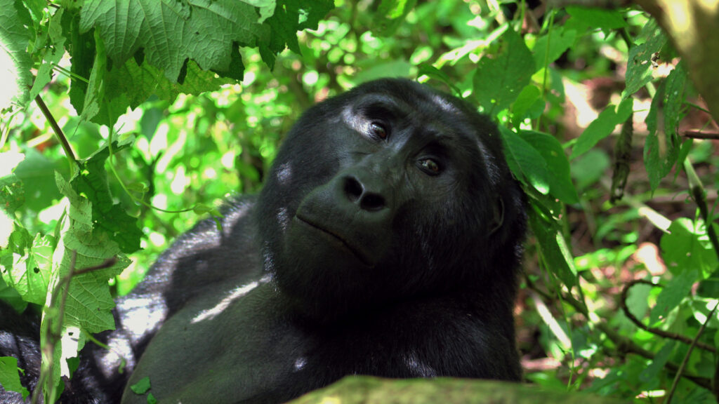 Long Uganda Safaris