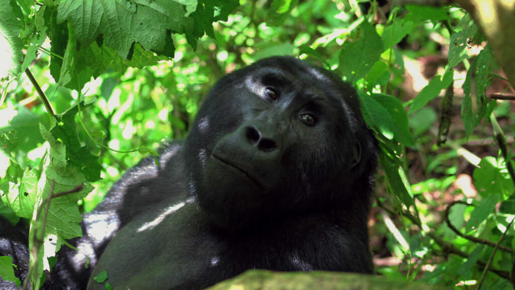 An aging mountain gorilla juvenile