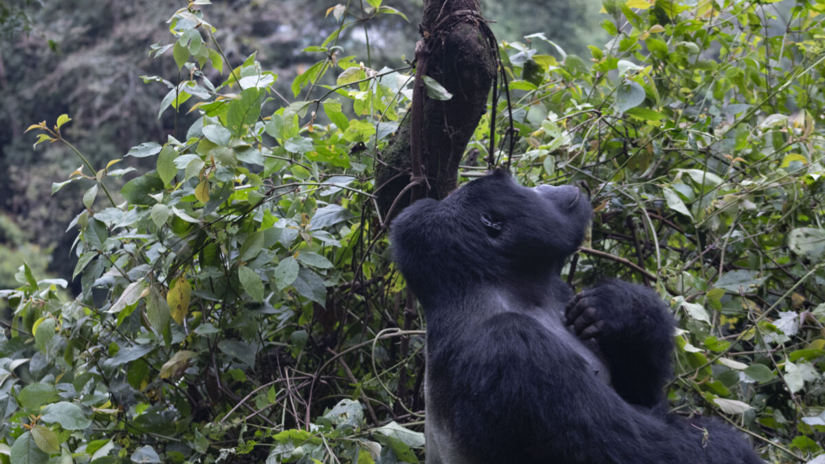 How Much is a Gorilla Permit in Uganda 2024