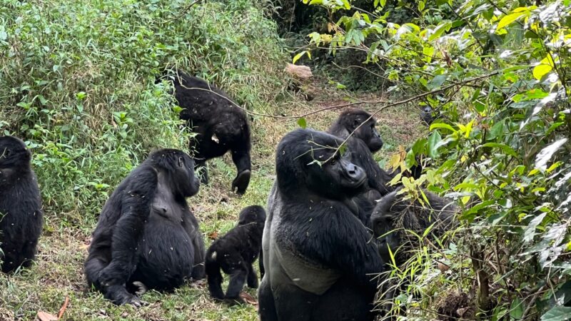 Gorilla Trekking Safaris Africa