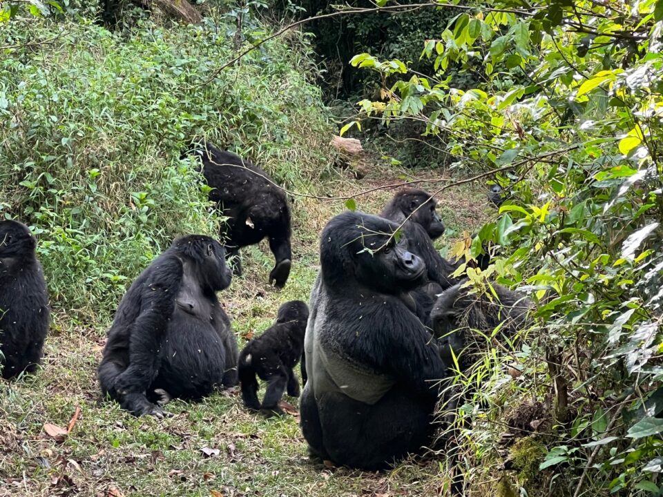 Mountain gorilla mother with infant in the wild