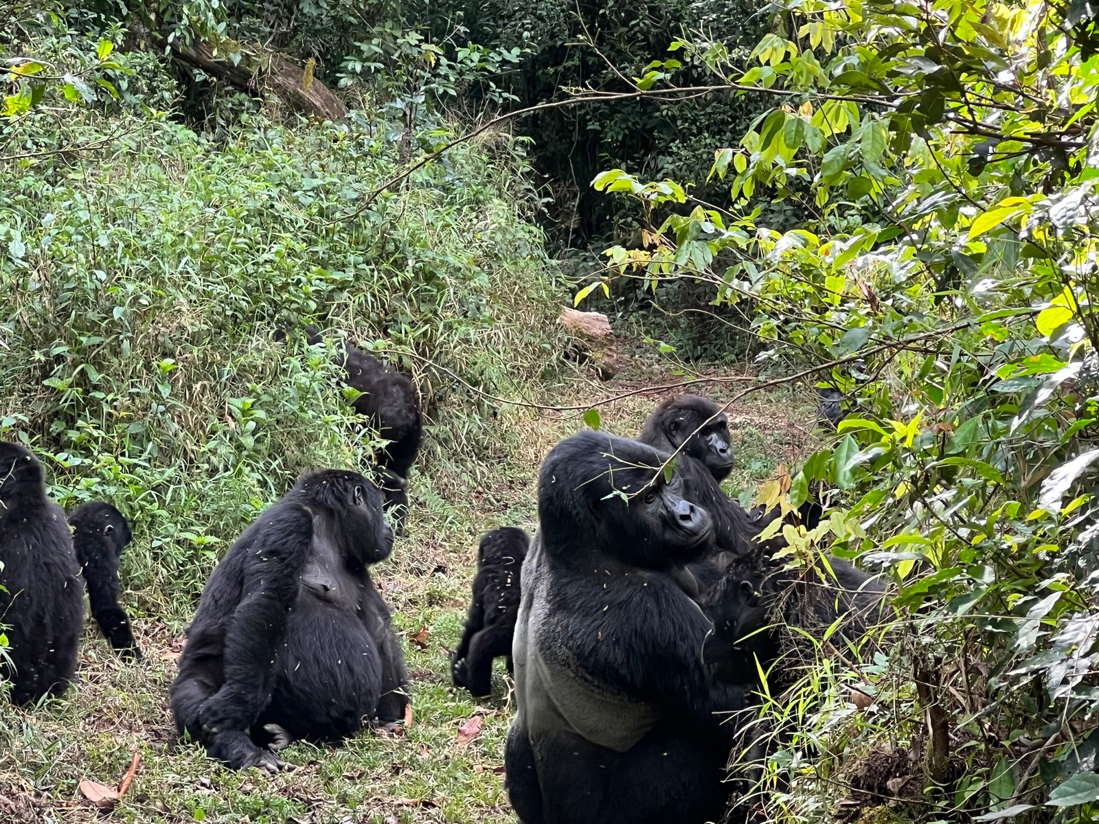 Is Gorilla Trekking Safe?