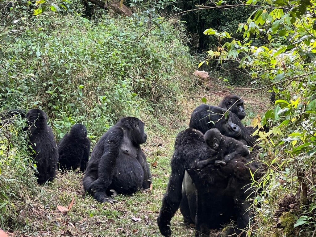 Mountain gorilla family group in Uganda