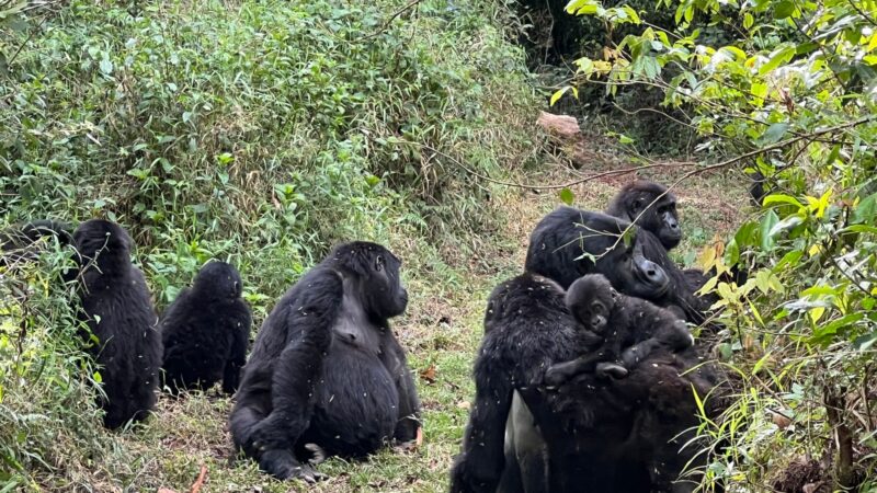 Gorilla Trekking Safaris Africa