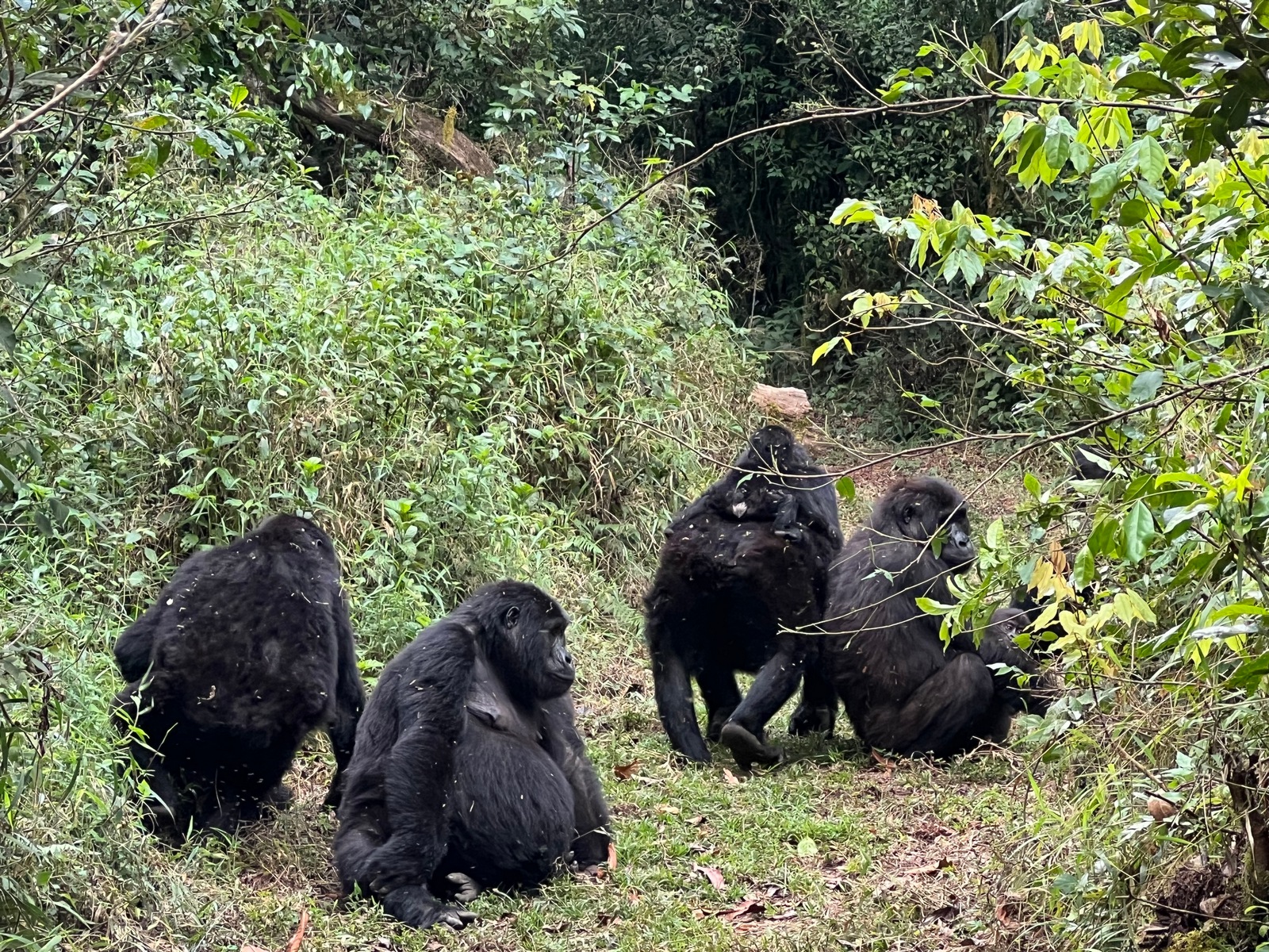 Chimpanzee & Gorilla Trek Safari 