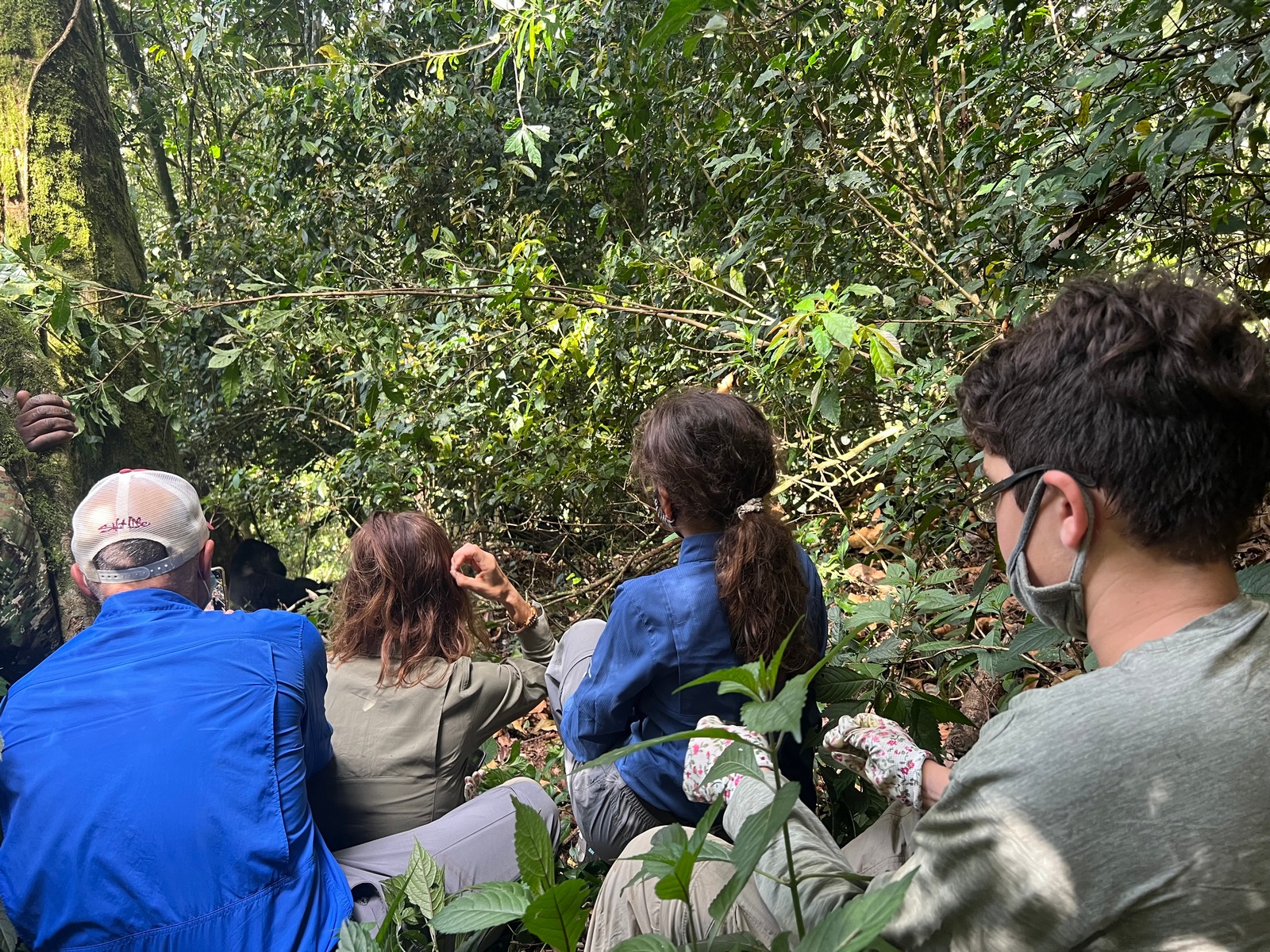 Chimpanzee & Gorilla Trek Safari 