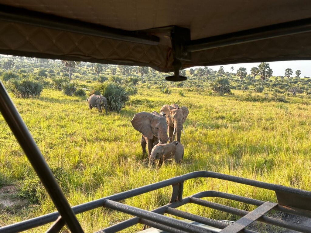 safari in uganda