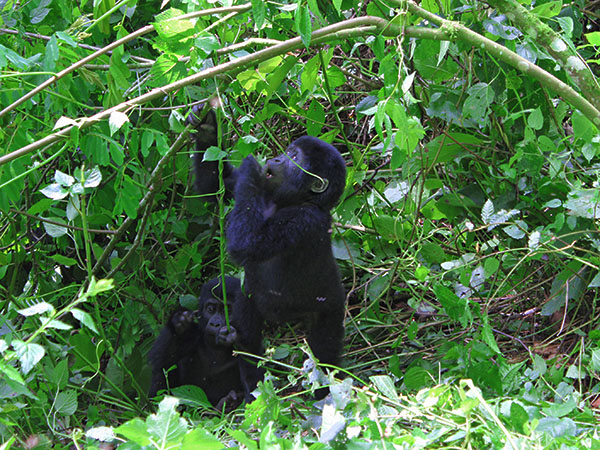 Gorilla Trekking Uganda