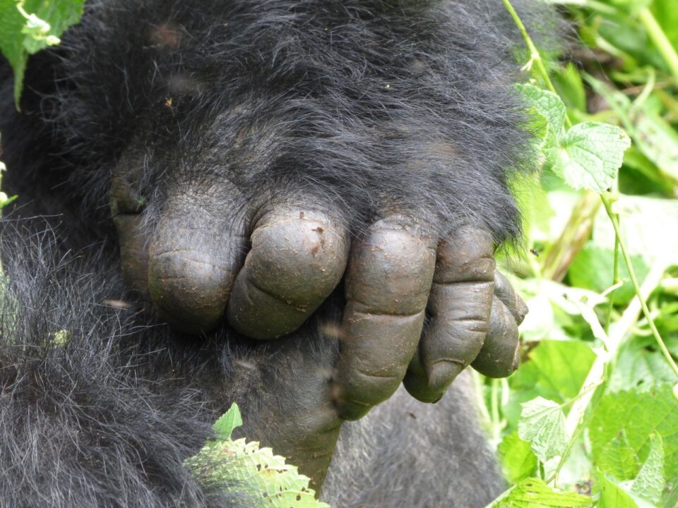 Top Things to do in Rwanda