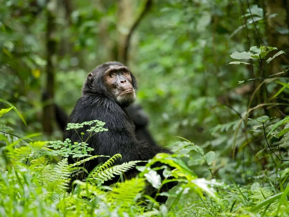 safari in uganda