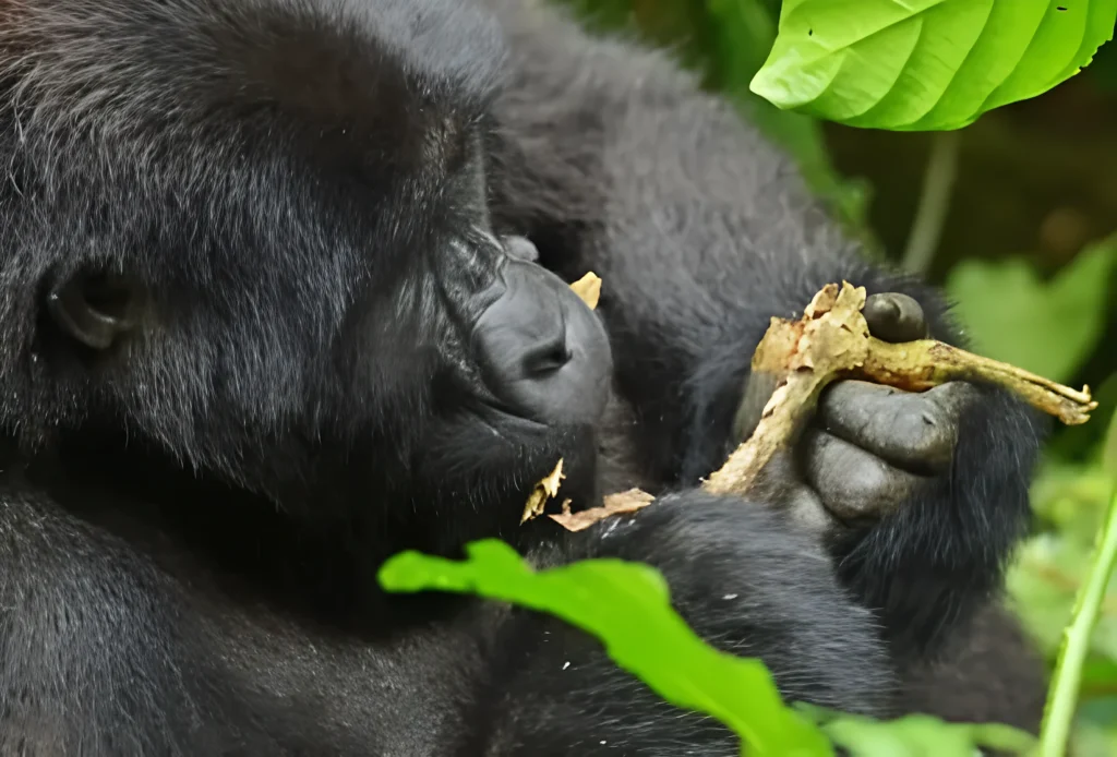 Mountain gorilla eating roots